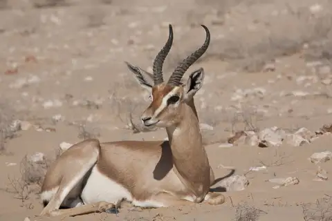 Arabian Gazelle