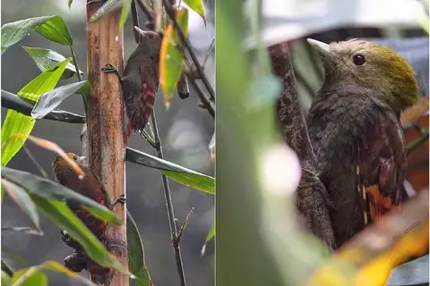 Pale-headed Woodpecker