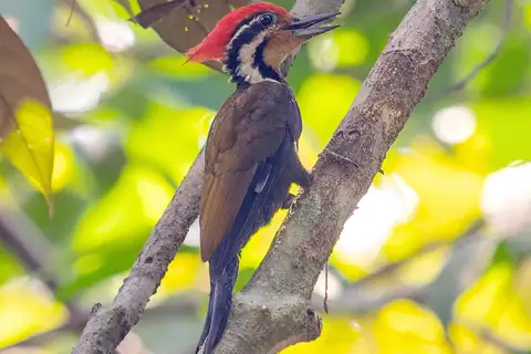 Olive-backed Woodpecker