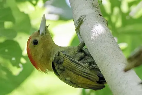 Bamboo Woodpecker