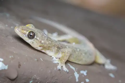 Common Four-clawed Gecko