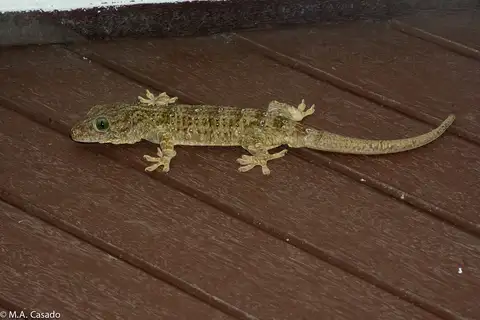 White-banded Narrow-disked Gecko