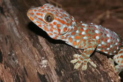 Tokay Gecko