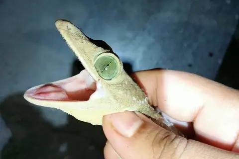 Southern Green-eyed Gecko