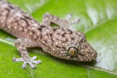 Double-spotted Gecko