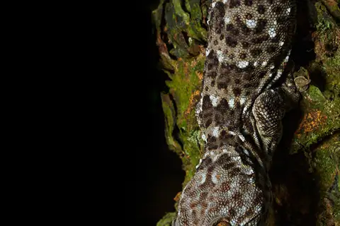 Reeves' Tokay Gecko