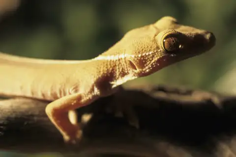 Lined Gecko