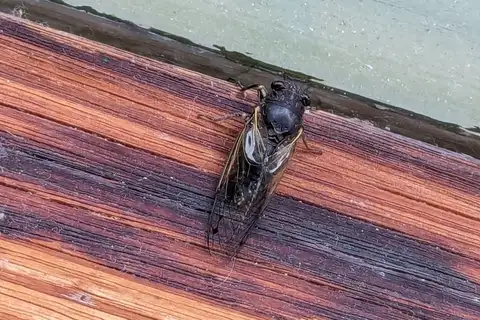 Southern Spotted Cicada