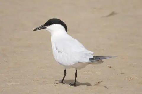 Australian Tern