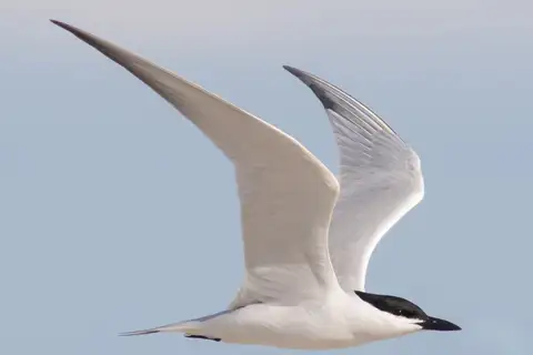 Gull-billed Tern