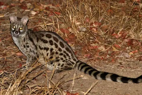 Rusty-spotted Genet