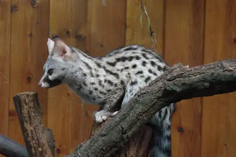 Northern Small-spotted Genet