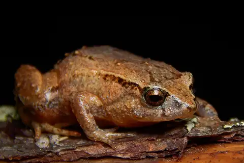 Walker's Sierra frog