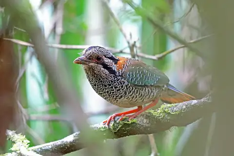 Scaly Ground Roller