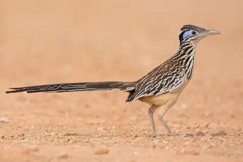 Lesser Roadrunner