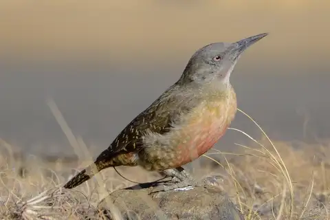Ground Woodpecker