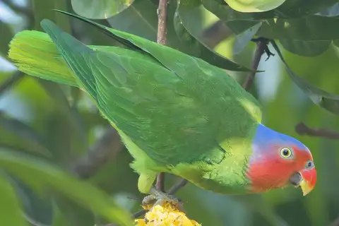 Red-cheeked Parrot