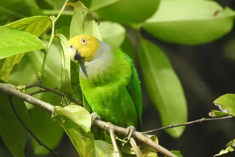 Song Parrot
