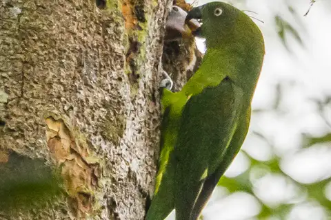 Blue-collared Parrot