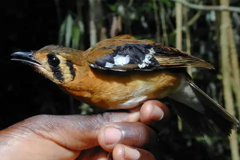 Black-eared Ground Thrush