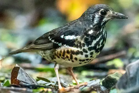 Ashy Thrush
