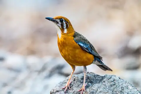 Orange-headed Thrush