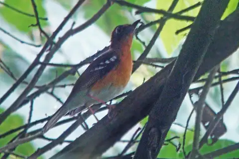 Crossley's Ground Thrush