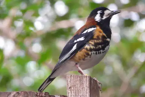 Chestnut-backed Thrush