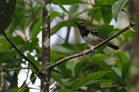 Buru Thrush