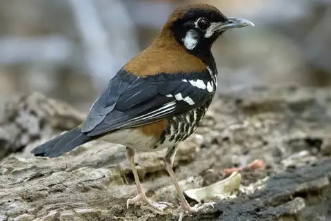 Red-backed Thrush