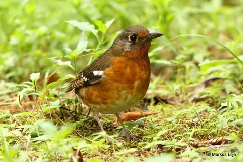 Orange Ground Thrush