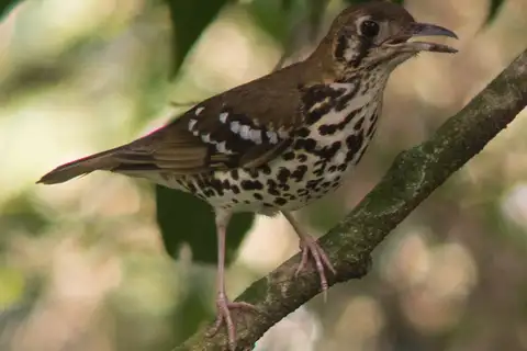 Spotted Ground Thrush