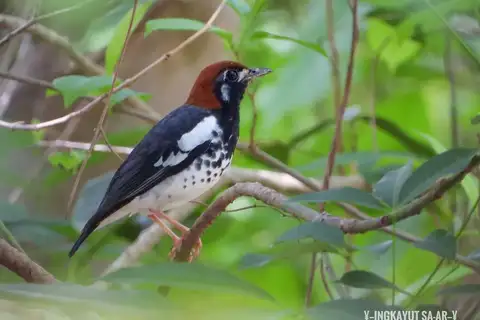 Chestnut-capped Thrush