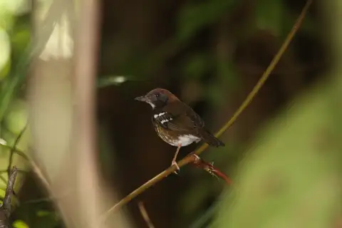 Enggano Thrush