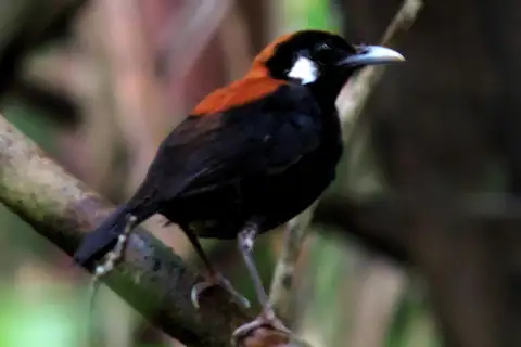 Red-and-black Thrush