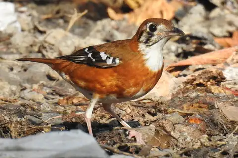 Orange-sided Thrush