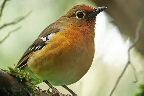 Abyssinian Ground Thrush