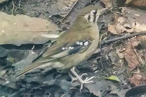 Grey Ground Thrush