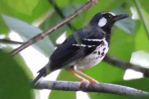 Slaty-backed Thrush