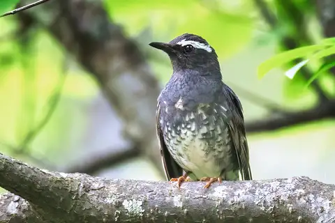 Siberian Thrush