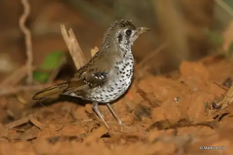 Spot-winged Thrush