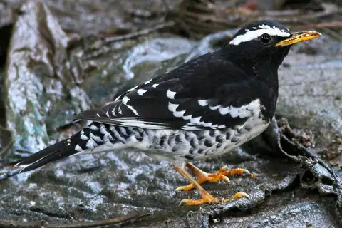 Pied Thrush