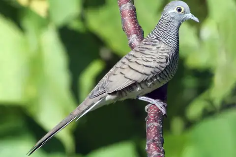 Barred Dove