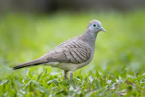 Zebra Dove