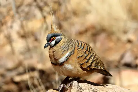 Spinifex Pigeon