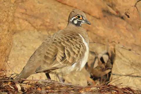 Squatter Pigeon
