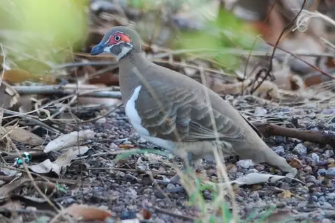 Partridge Pigeon