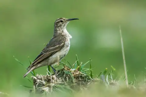 Slender-billed Miner