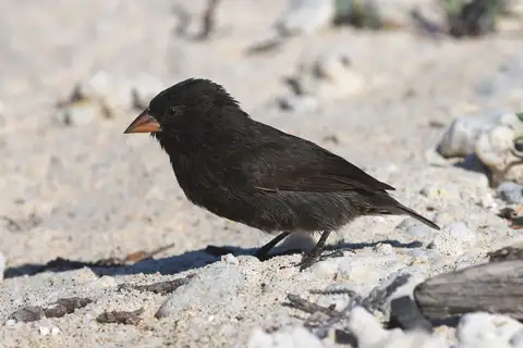 Genovesa Ground Finch