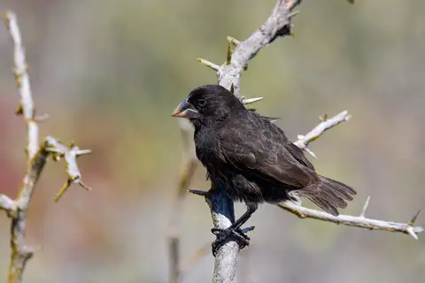 Espanola Cactus Finch
